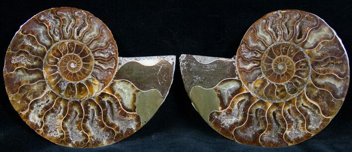 Cut and Polished Ammonite Pair #7325
